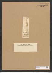 Navicula rabenhorstii Ralfs. (de-Toni-Nr.: Genus 1, Species 186) Zeichnungen Sammlung Grunow Nr. 483 (NHMW-BOT-W0366823)